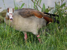 24-Nilgans-026.jpg